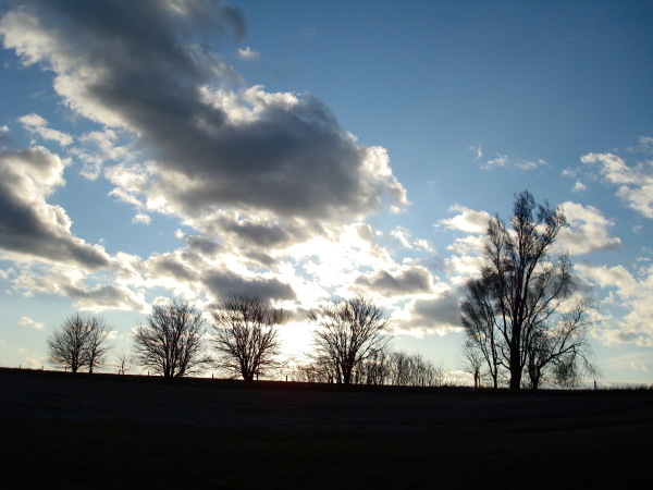 Trees and clouds