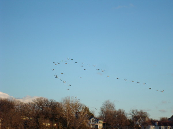 Geese in flight