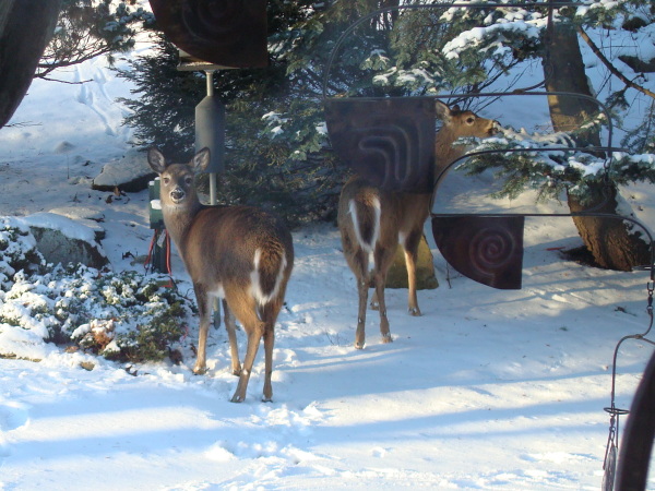 Deer at birdfeeder