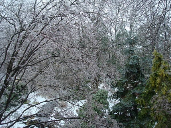 Trees after ice storm