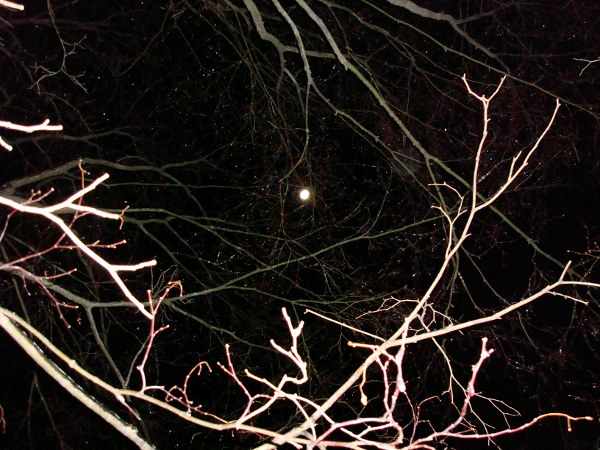 Moon through icy tree