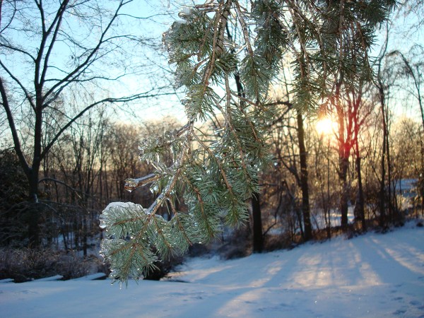 Morning sun through spruce branch