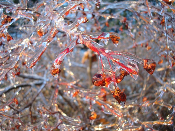 Icy euonomous "burning bush"