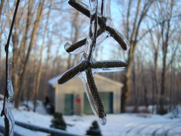 Icy birch branch