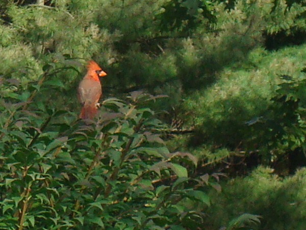 Cardinal on Burning Bush